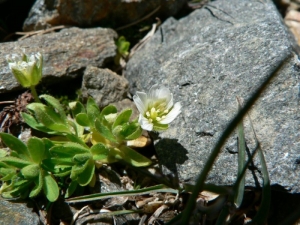 Mathieu MENAND, le 15 juillet 2008 (Saint-Gervais-les-Bains)