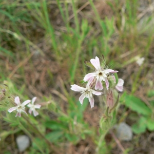 Photographie n°20792 du taxon Silene gallica L.