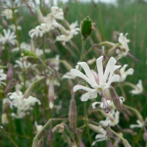 Photographie n°20800 du taxon Silene nutans L. [1753]