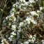  Mathieu MENAND - Arenaria aggregata (L.) Loisel. [1827]