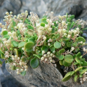 Polycarpon polycarpoides subsp. catalaunicum O.Bolòs & Vigo (Polycarpon de Catalogne)