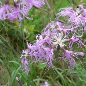 Photographie n°20810 du taxon Dianthus superbus L. [1755]