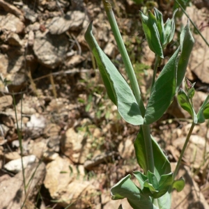 Photographie n°20819 du taxon Silene armeria L. [1753]