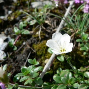 Photographie n°20823 du taxon Minuartia capillacea (All.) Graebn. [1918]