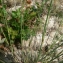  Mathieu MENAND - Dianthus sylvestris subsp. longicaulis (Ten.) Greuter & Burdet [1982]