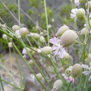 Photographie n°20839 du taxon Silene vulgaris subsp. vulgaris