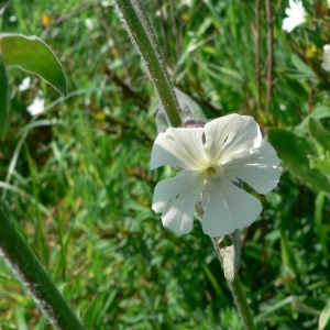 Photographie n°20847 du taxon Silene latifolia subsp. alba (Mill.) Greuter & Burdet [1982]