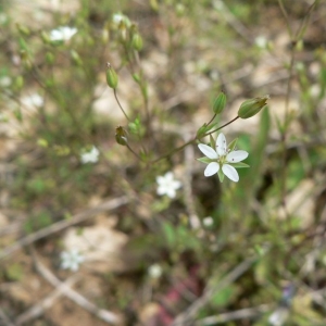  - Minuartia hybrida subsp. tenuifolia (L.) Kerguélen [1993]