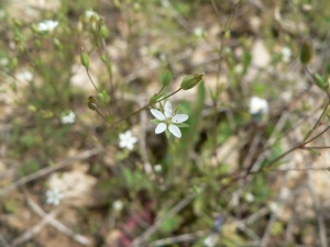 Mathieu MENAND, le 12 mai 2008 (Saint-Félix-Lauragais)