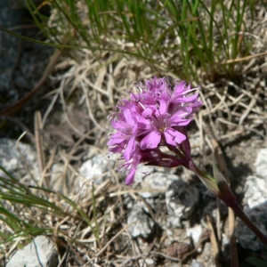 Photographie n°20854 du taxon Silene suecica (Lodd.) Greuter & Burdet [1982]