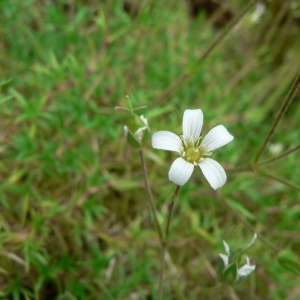 Arenaria grandiflora L. (Sabline à grandes fleurs)