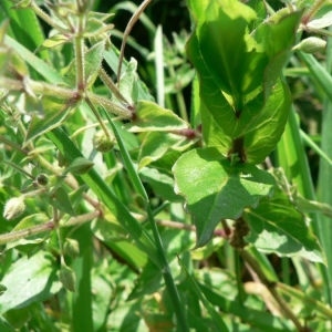 Photographie n°20863 du taxon Myosoton aquaticum (L.) Moench [1794]