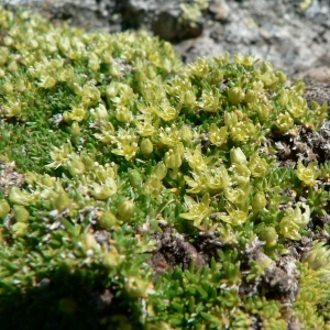 Photographie n°20865 du taxon Minuartia sedoides (L.) Hiern [1899]