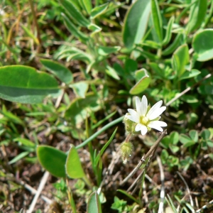 Photographie n°20868 du taxon Cerastium pumilum Curtis [1777]