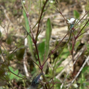 - Minuartia hybrida subsp. tenuifolia (L.) Kerguélen [1993]