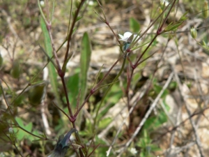 Mathieu MENAND, le 12 mai 2008 (Saint-Félix-Lauragais)