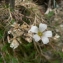  Mathieu MENAND - Minuartia laricifolia subsp. diomedis (Braun-Blanq.) Mattf. [1922]