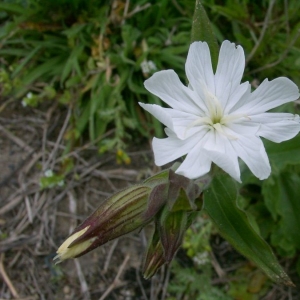 Photographie n°20876 du taxon Silene latifolia subsp. alba (Mill.) Greuter & Burdet [1982]