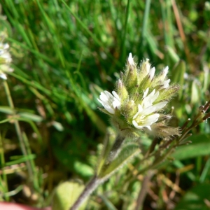 Photographie n°20880 du taxon Cerastium glomeratum Thuill. [1799]