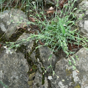 Photographie n°20902 du taxon Silene rupestris L. [1753]