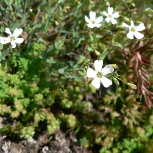 Photographie n°20903 du taxon Silene rupestris L. [1753]