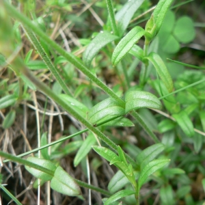  - Cerastium arvense subsp. arvense