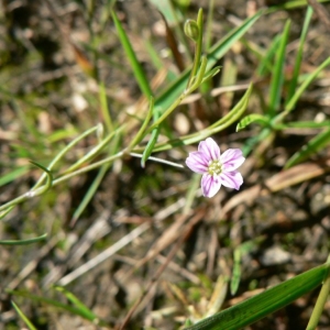 Photographie n°20909 du taxon Gypsophila muralis L. [1753]