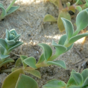  - Silene vulgaris subsp. thorei (Dufour) Chater & Walters [1964]