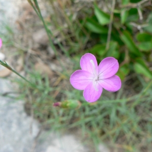 Dianthus pungens L. subsp. pungens (Oeillet piquant)