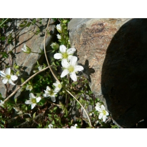 Arenaria ciliata subsp. multicaulis (L.) Arcang. (Sabline fausse moehringie)