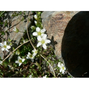 Arenaria multicaulis L. (Sabline fausse moehringie)