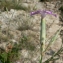  Mathieu MENAND - Dianthus sylvestris subsp. longicaulis (Ten.) Greuter & Burdet [1982]