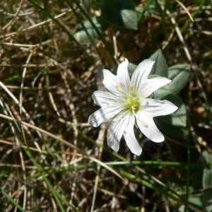 Cerastium latifolium subsp. pyrenaicum (J.Gay) Nyman (Céraiste des Pyrénées)