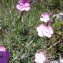  Mathieu MENAND - Dianthus pungens subsp. ruscinonensis (Boiss.) M.Bernal, M.Laínz & Muñoz Garm. [1987]