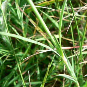 Photographie n°20927 du taxon Dianthus sylvaticus Hoppe ex Willd. [1809]