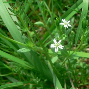 Photographie n°20937 du taxon Stellaria alsine Grimm [1767]