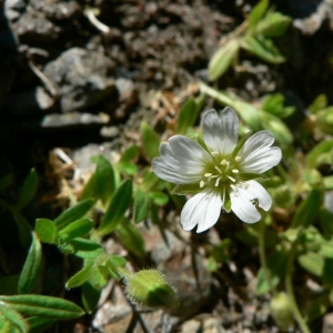 Photographie n°20943 du taxon Cerastium uniflorum Clairv. [1811]