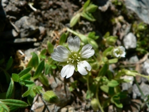 Mathieu MENAND, le 15 juillet 2008 (Saint-Gervais-les-Bains)