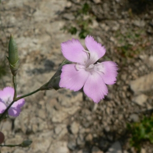 Photographie n°20950 du taxon Dianthus sylvestris subsp. longicaulis (Ten.) Greuter & Burdet [1982]