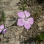  Mathieu MENAND - Dianthus sylvestris subsp. longicaulis (Ten.) Greuter & Burdet [1982]