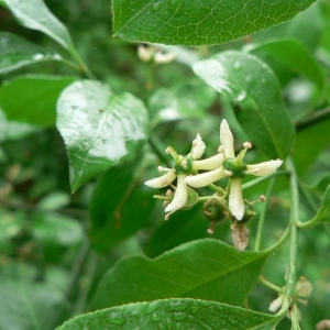 Photographie n°20951 du taxon Euonymus europaeus L. [1753]