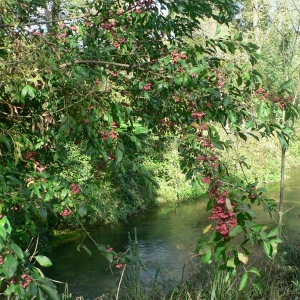 Photographie n°20953 du taxon Euonymus europaeus L. [1753]