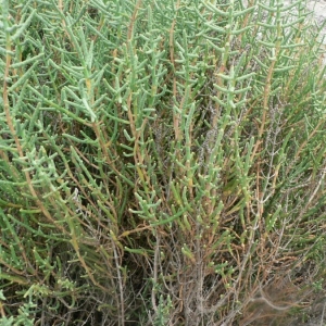 Photographie n°20954 du taxon Salicornia fruticosa (L.) L. [1762]