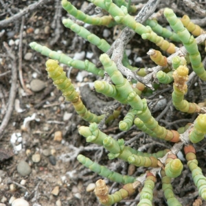 Photographie n°20958 du taxon Salicornia perennis Mill. [1768]