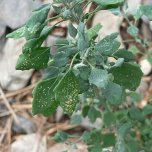 Photographie n°20959 du taxon Chenopodium opulifolium Schrad. ex W.D.J.Koch & Ziz [1814]