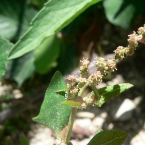 Photographie n°20960 du taxon Atriplex prostrata Boucher ex DC. [1805]