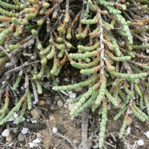 Photographie n°20970 du taxon Salicornia perennis Mill. [1768]