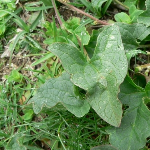 Photographie n°20975 du taxon Chenopodium bonus-henricus L. [1753]