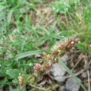 Photographie n°20977 du taxon Chenopodium bonus-henricus L. [1753]