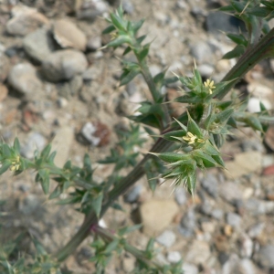 Photographie n°20979 du taxon Salsola kali L. [1753]